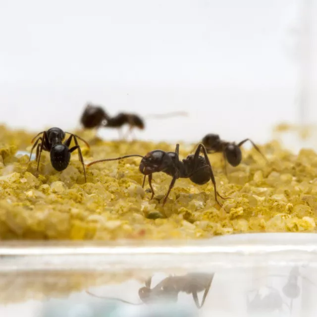 AntHouse.es - Hormiguero Acrílico Circulo - Granja de hormigas Espuma15x15x1,3 2