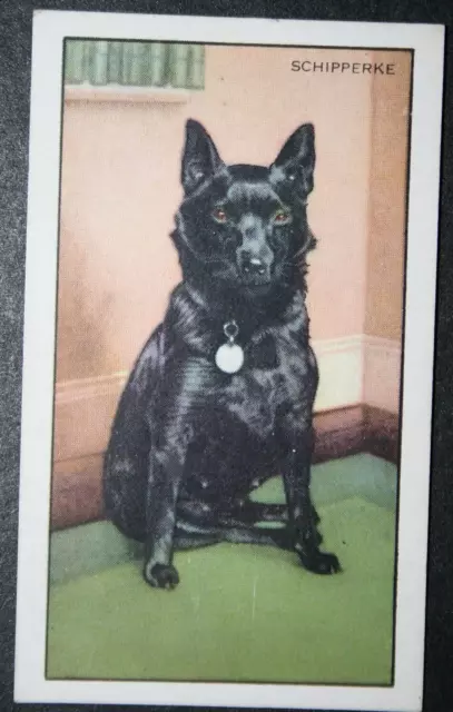 SCHIPPERKE  Belgian Barge Dog  Vintage 1930's Card  SC10M