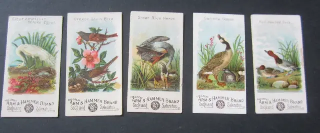 5 Old Vintage - BEAUTIFUL BIRDS OF AMERICA - Arm & Hammer - Trade CARDS