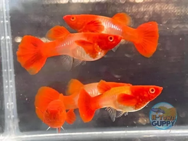 1 PAIR - Live Aquarium Guppy Fish High Quality - Albino Koi Red Ears