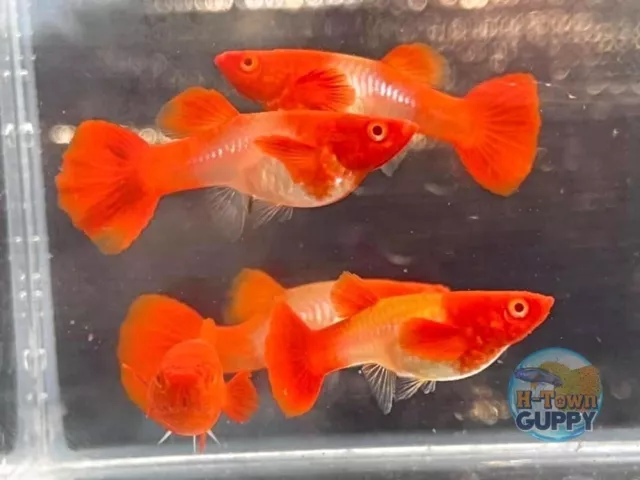 1 PAIR - Live Aquarium Guppy Fish High Quality - Albino Koi Red Ears 1 PAIR - Live Aquarium Guppy Fish High Quality - Albino Koi Red Ears