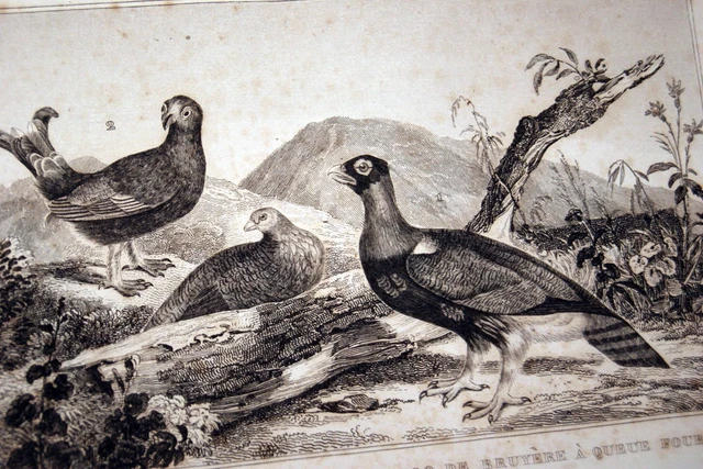 Le Grand Tétras , ou Grand coq de bruyère. News Photo - Getty Images