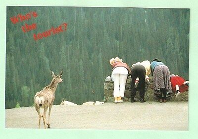 Colorado tourists postcard scenic overlook with deer. WHO'S THE TOURIST?