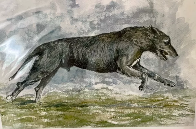 Irish Wolfhound Running  ltd Edition Print 11x17 By Van Loan signed