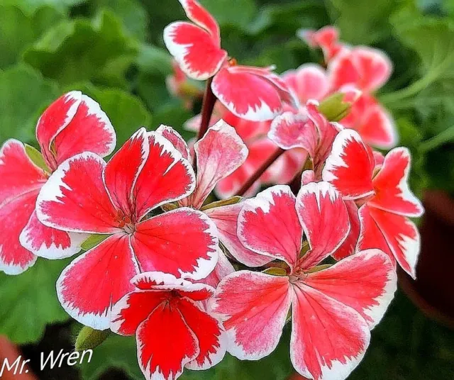 Pelargonie  Geranie  "Mr. Wren" Jungpflanze im Topf 9 cm Starkwachsend