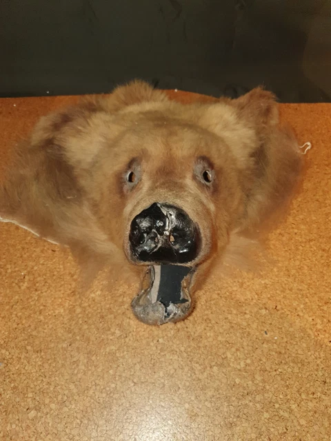 ECHTE BÄREN MASKE Vikinger Tierpräparat EUR 71,40 - PicClick DE