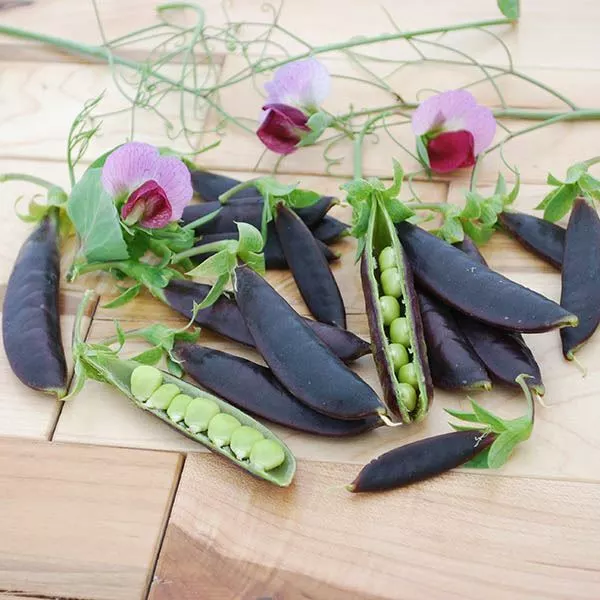 Vegetable - Pea (Sugar Snap) - Purple Magnolia Snap - 100 Seeds