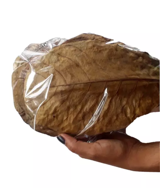 100g LARGE Indian Almond Catappa Ketapang Leaf Leaves Aquarium Betta Fish Shrimp