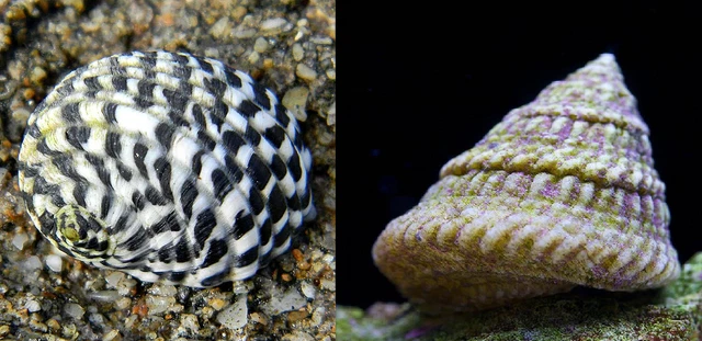 MIX N MATCH 30 Pack Astrea / Nerite Snail- Saltwater Algae / Slime Cleaners