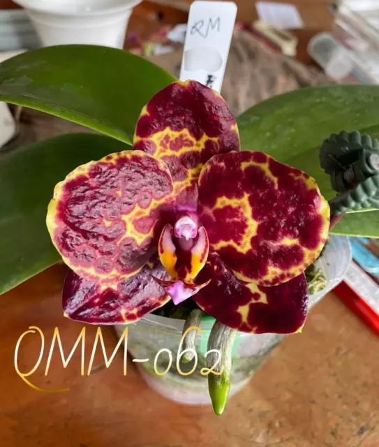 QMM062: Phal. Yaphon Black Snake #3