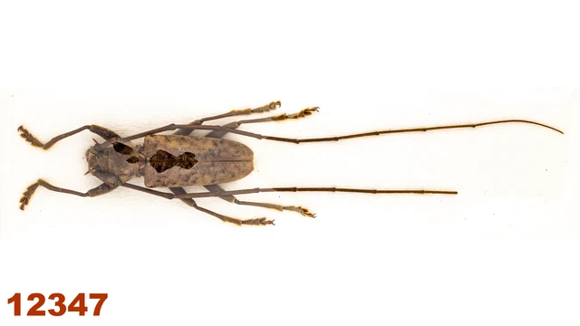 Cerambycidae: Acalolepta sp.   A2, 21 mm , 1 pc