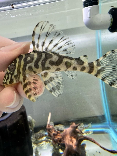 L134 Lepard Frog ADULTS!