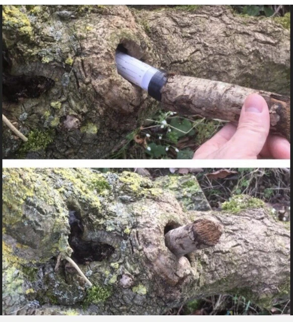 Disguised Tree Branch Geocache Geocaching