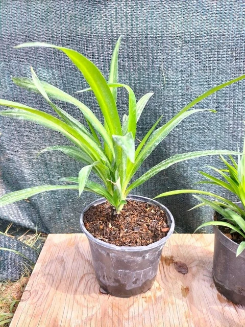 POWERS TO FLOWERS - ORCHIDEA PHALAENOPSIS E CHLOROPHYTUM IN VASO CERAMICA VERDE SFERICO, Pianta Vera - Powers to flowers - piante e fiori