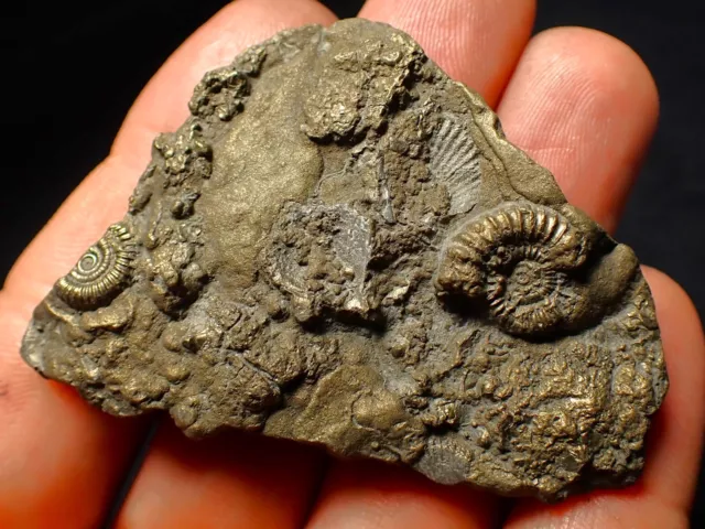 Eisenpyrit Multi-Ammonit Muschelfossil (62 mm) Jurassic Coast Fossilien Mineralien
