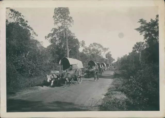 Indochine, Cochinchine, Thu Dau Mot, Convoi des charrettes, ca.1915, Vintage sil