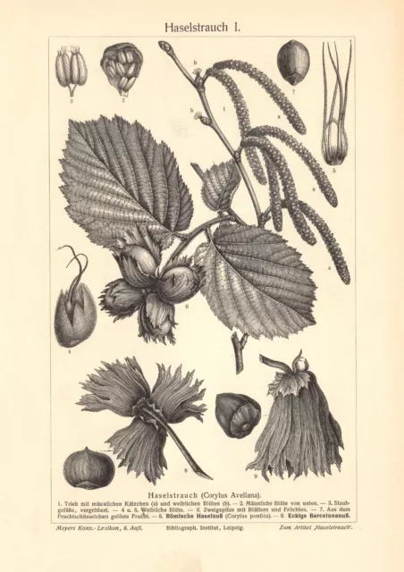 Haselstrauch I. - II. historischer Druck Holzstich ca. 1904 Bildtafel Botanik