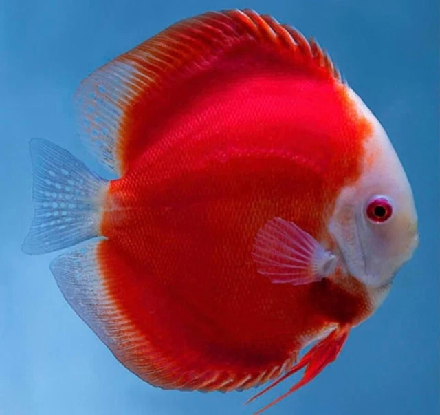 1 Freshwater Super Red Melon Discus Live Tropical Fish Approximately 2.5" Inches