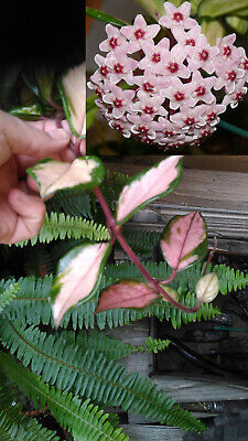 Casa e giardino Piante, semi e bulbi HOYA pubicalyx Planta Flor de Cera  PRECIOSA aprox 15 cms con raiz IN4702478