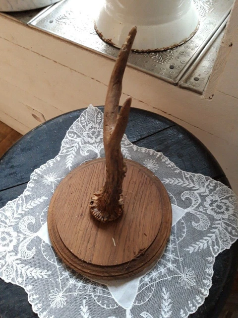 RARE ANCIEN MASSACRE trophée de chasse Cerf ? EUR 120,00 - PicClick FR
