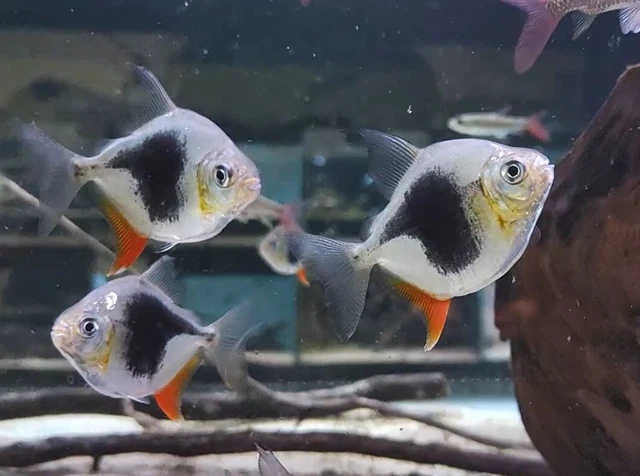 Myleus Blackberry Silver Dollar - M. schomburgki -Live Fish (One Item) (3-3.5")
