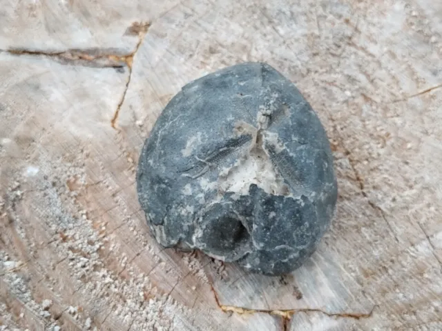 Fossiler Seeigel (Micraster), aus Sammlung. ( Höver ?,BRD ) Steinkern.