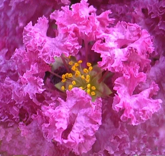 Purple Flowering Crepe Myrtle 25 Seeds Lagerstroemia Hardy Shrub Small Tree