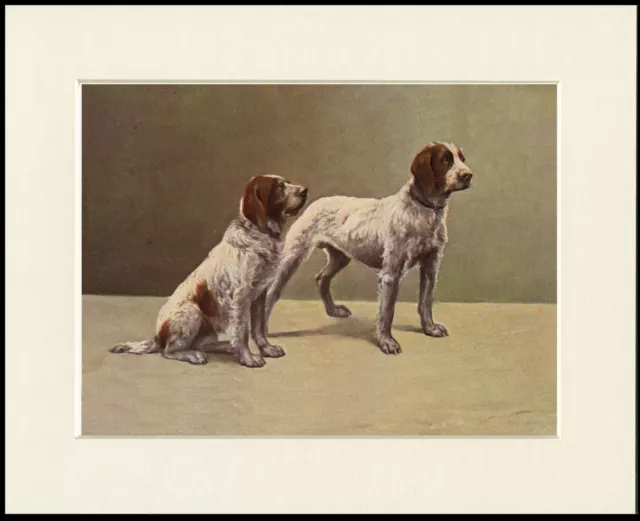 German Wirehaired Pointer Two Dogs Dog Print Mounted Ready To Frame