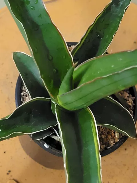 Sansevieria Dark Green Clone Plant - Lightly Variegated