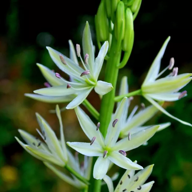 Camassia leichtlinii Alba x 10 seeds. Perennial