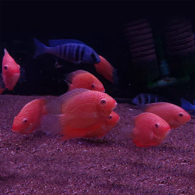 Red Spotted Severum Cichlid - Heros sp. - Live Fish  (2.5"+) 2