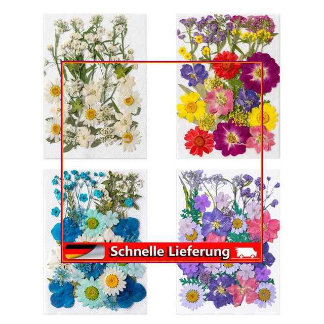 Paquete de materiales florales, kit de flores y hojas secas prensadas reales, hecho a mano en casa