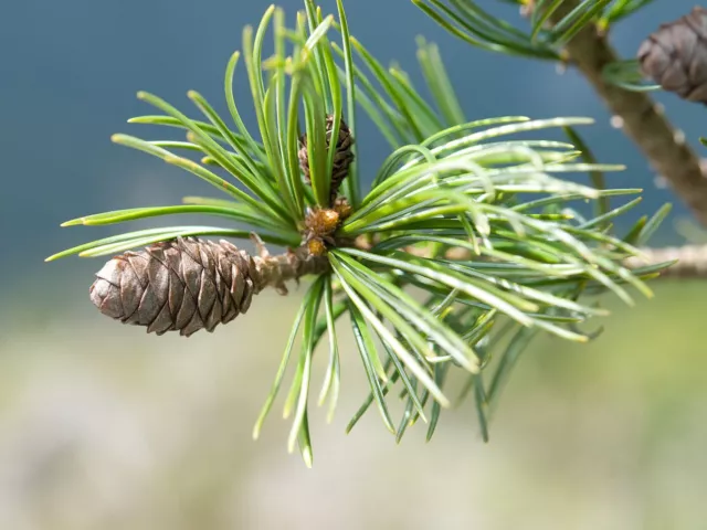 Chinese White Pine Seeds | Pinus armandii Tree Seeds 🇬🇧 Trusted UK Stock