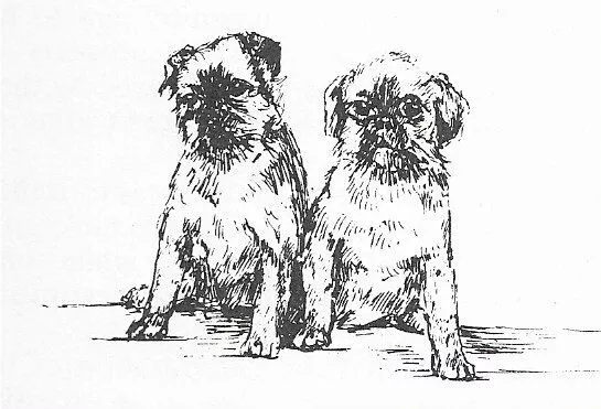Brussels Griffon #2 - CUSTOM MATTED - 1963 Vintage Dog Art Print 0507 CLD