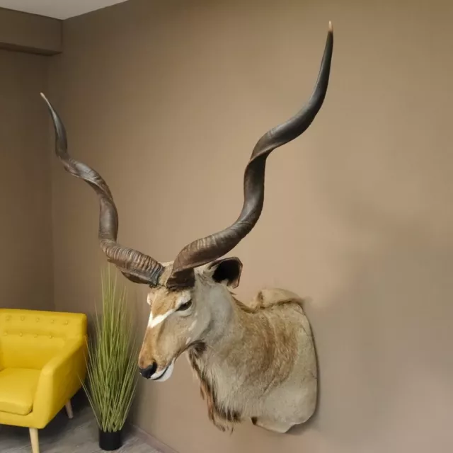 Kudu sehr großer Kopf Präparat Antilope Afrika Kopfpräparat HL 128 cm taxidermy