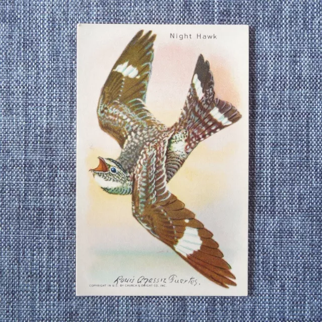 NIGHT HAWK Arm & Hammer Useful Birds of America Tenth Series #13 Trading Card