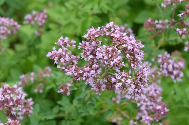 Dost Wilder Majoran Origanum vulgare Kräuter  Samen