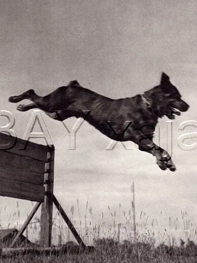 DOG Rottweiler Doing Agility, Quality Vintage 1941 Print
