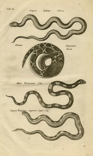 Antique Print-RATTLESNAKE-SERPENS PEREGRINUS-Jonston-Merian-1657