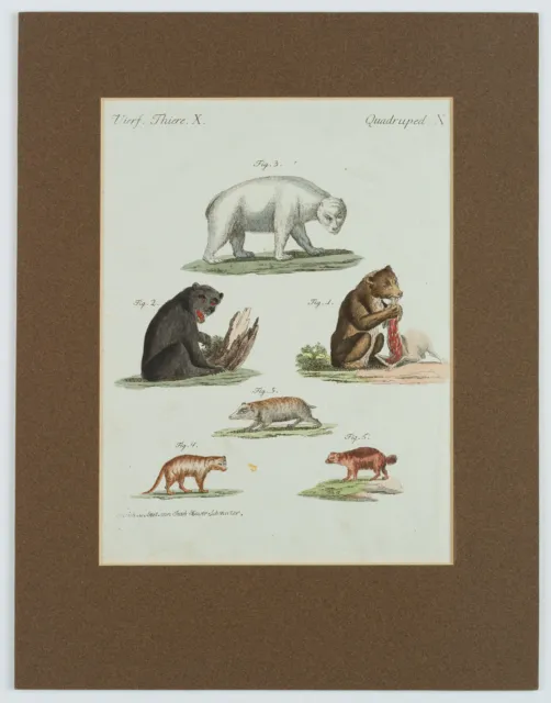 J. SCHMUZER (1713-1775), Arten von Bären. Zoologie, Kupferstich Realismus 2