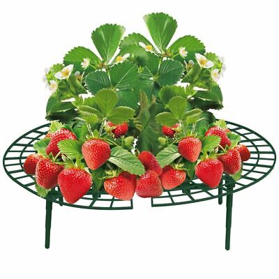 Erdbeer-Reifer 5er-Set Erdbeerstütze Titulaire de la Plante Gitterablage