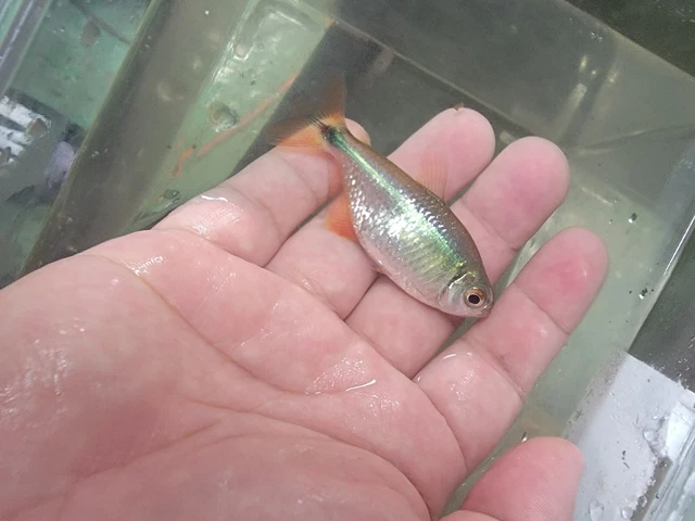 6 Buenos Aires Tetra full grown Live Freshwater Aquarium Fish