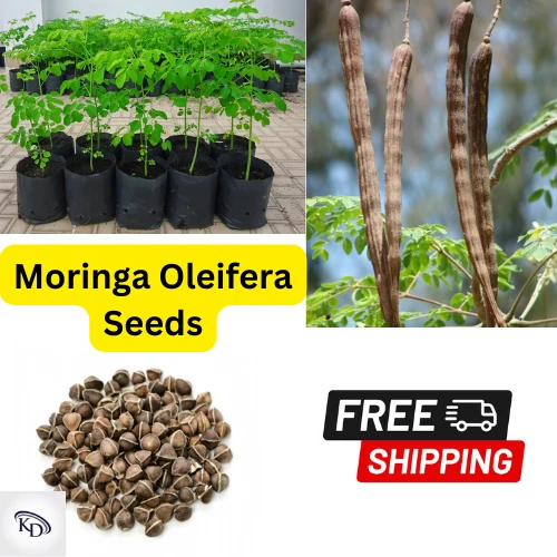 100+ Moringa Drumstick oleifera Seeds-Organic Horseradish Tree for Planting
