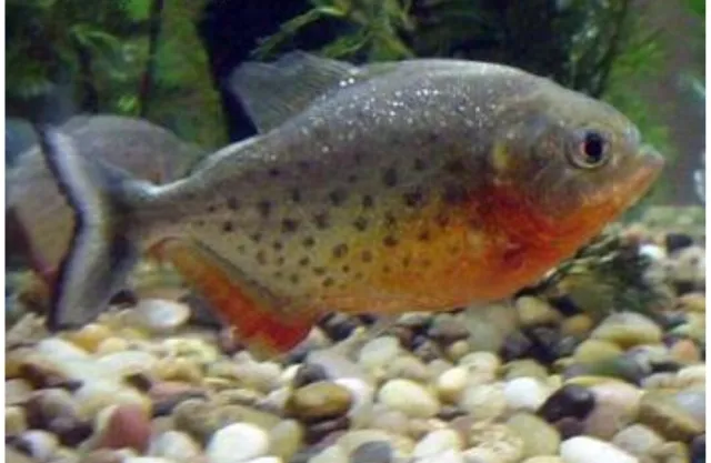 4 pack 1"-1.5" Red Belly Piranha LIVE FISH Read Description