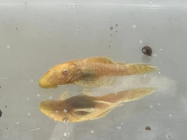 albino bristlenose pleco 1 1/2 inch to 2 inch or larger home bred