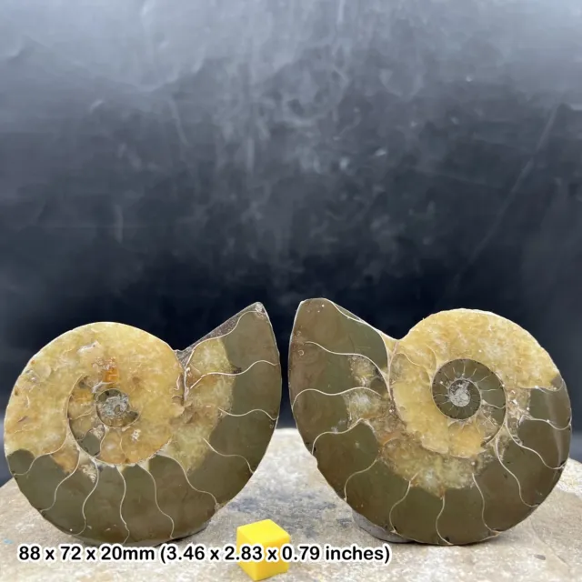 Authentic fossilised sea creature, ammonite fossil pair - gift display