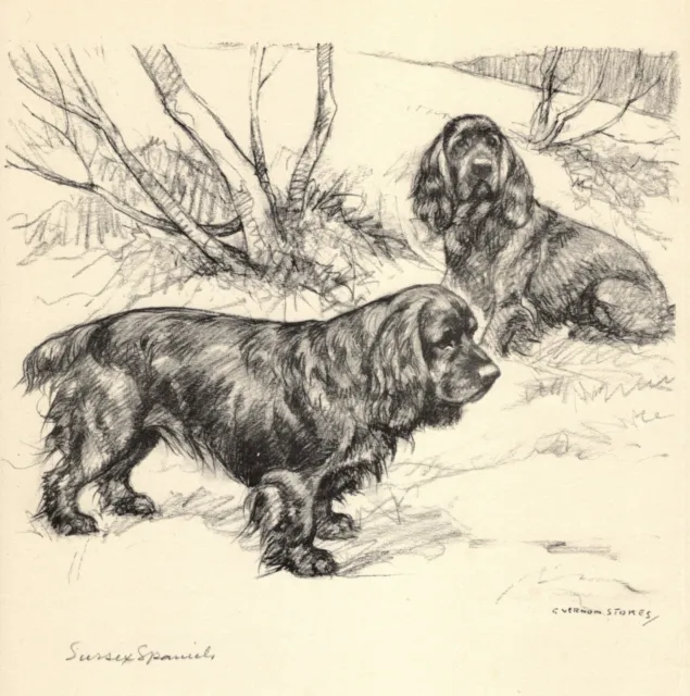 1938 Antique Sussex Spaniel Print Vernon Stokes Dog Art Illustration 4964n
