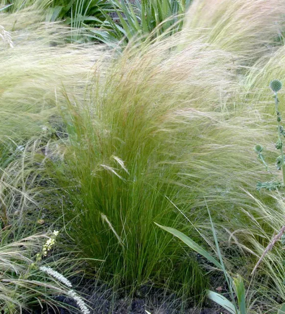 Federgras - Stipa tenuifolia