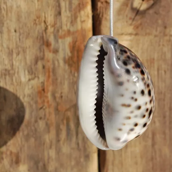 Natural Tiger Cowrie Seashell Light Pull