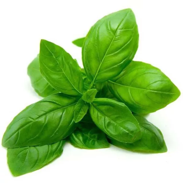 500 Graines BIO de BASILIC GENOVESE Ocimum basilicum Basilic Grand Vert italien